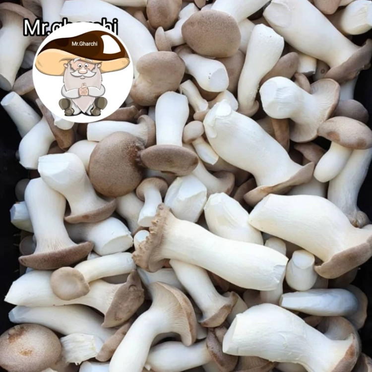 بذر قارچ شاه صدف یک کیلو دویست گرمی