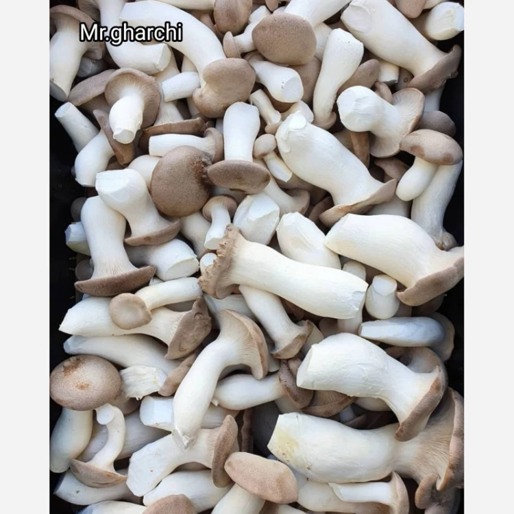 بذر قارچ شاه صدف یک کیلو دویست گرمی