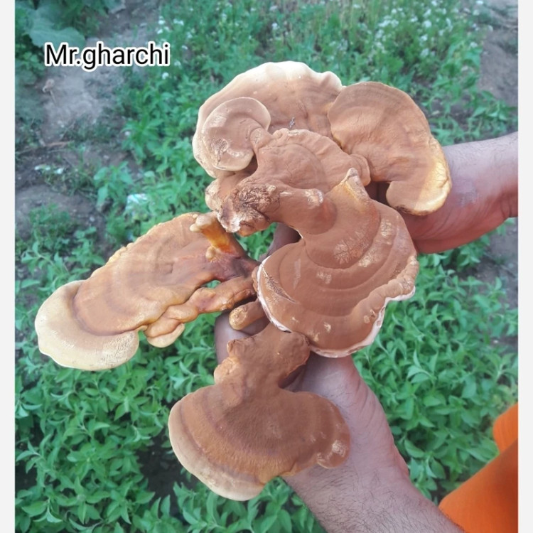 کمپوست قارچ گانودرما