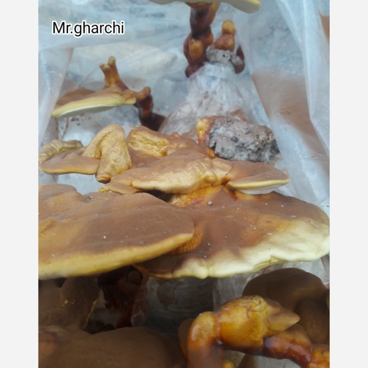 کمپوست قارچ گانودرما
