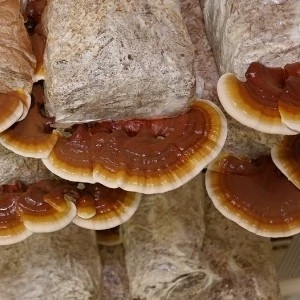کمپوست قارچ گانودرما