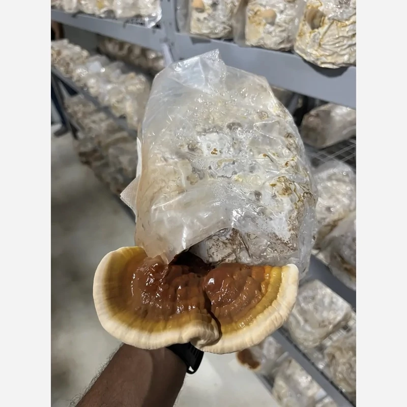 کمپوست قارچ گانودرما