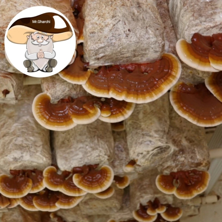بذر قارچ گانودرما یک کیلو دویست گرمی Eco