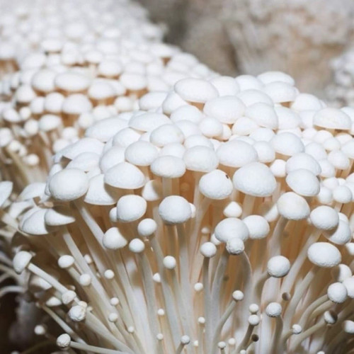 پلیت ژنتیک قارچ انوکی سفید