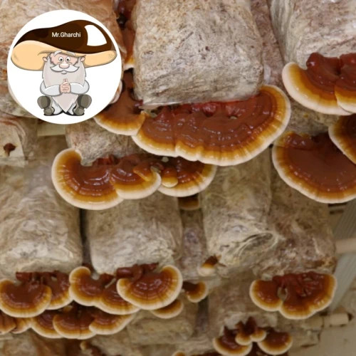 پلیت ژنتیک قارچ گانودرما